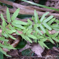 Lygodium microphyllum  (Cav.) R.Br.